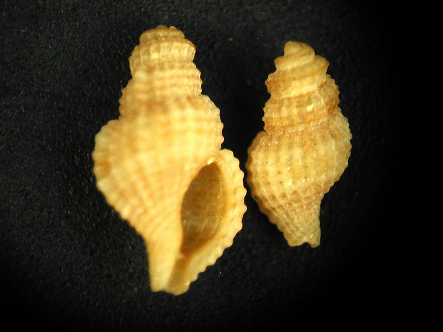 Colubraria reticulata